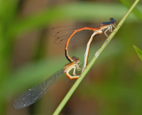 Pair in copula
2012_04_27_Fannin